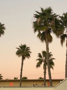 palm trees line the side of a building