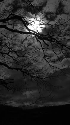 black and white photograph of tree branches with the sun shining through clouds in the background