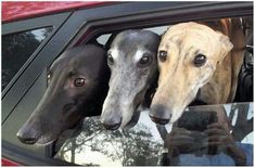 three dogs looking out the window of a car