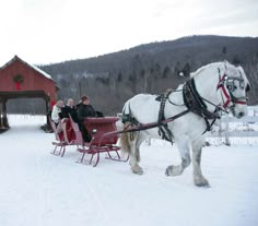 two white horses pulling a red sleigh with people in it on snow covered ground