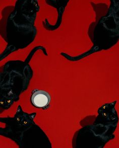 four black cats sitting on top of a red floor next to a white plate with yellow eyes