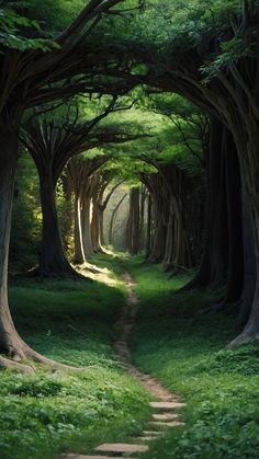 a path in the middle of a forest lined with trees