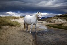 a white horse standing on top of a sandy beach next to the ocean under a cloudy sky