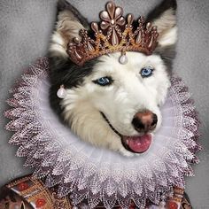 a dog wearing a tiara with blue eyes and a smile on its face in front of a gray background