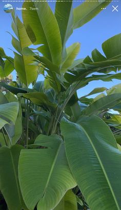 a plant with lots of green leaves on it