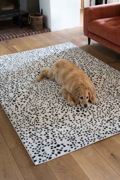 a brown dog laying on top of a white and black rug in a living room