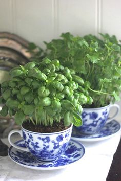 two blue and white cups with plants in them sitting on a table next to plates