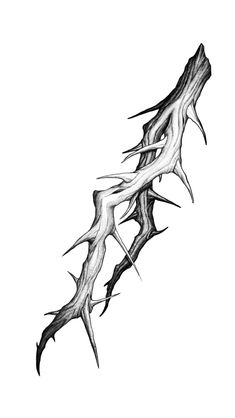 a black and white drawing of a thorny branch with sharp teeth on it's end