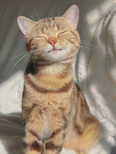 a cat that is laying down on a blanket