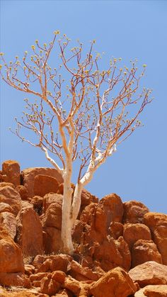 a lone tree in the middle of some rocks