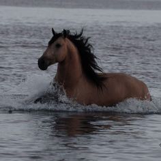 a brown horse is running through the water