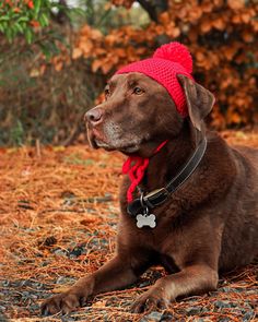 a brown dog wearing a red knitted hat laying on top of dry grass and leaves