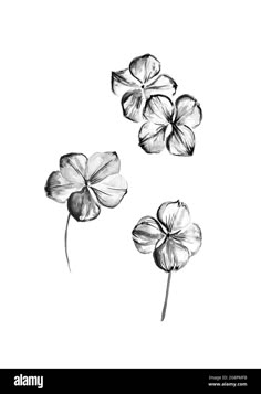 four leaf clovers in black and white ink on paper - stock image / art print