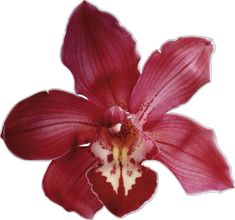 a red flower with white stamens on it