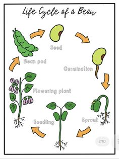 Coloured/black and white pages. Vocabulary, life cycle, labeling. Life Cycle Of A Bean Plant Worksheet, Life Cycle Of A Bean Plant, Bean Life Cycle Printable, Life Cycle Of A Plant Preschool Free Printables, Life Cycle Of A Plant Craft, Plant Cycle For Kids, Seed Life Cycle, Bean Plant Life Cycle