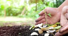 two hands are holding plants in the dirt