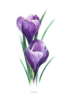 two purple flowers with green stems in watercolor on white paper by cortus