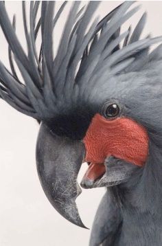 a close up of a bird with a red head and black feathers on it's face