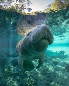 an elephant is swimming in the water with its head above the water's surface