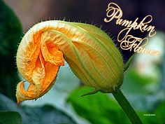 an orange flower with the words pumpkin flower on it