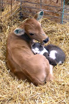 a cow laying on top of hay next to a kitten