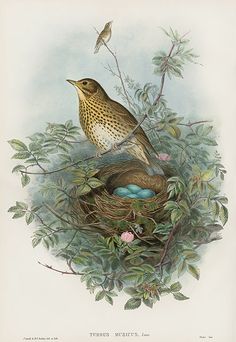 a bird sitting on top of a nest filled with eggs