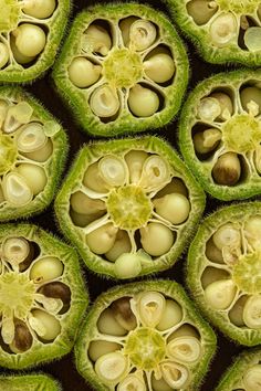 the inside of a plant that is green and has several seeds on it, with one flower in the center