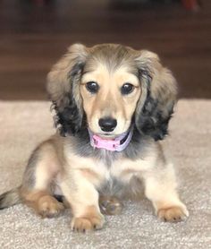 a small brown and black dog sitting on top of a carpet