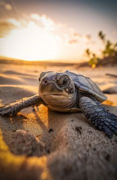 a small turtle is sitting on the sand at sunset or dawn, with its eyes open and it's head slightly to the side