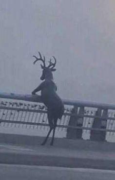 a deer standing on its hind legs in the fog