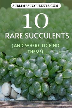 some green plants and rocks with the words 10 rare succulents and where to find them