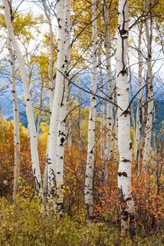 the woods are full of white birch trees with autumn foliage in the foreground and mountains in the background