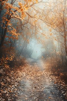 a path in the middle of a forest with lots of leaves on it and foggy sky