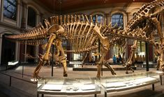 a large dinosaur skeleton in a museum with people looking at it