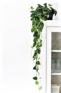 a green plant is growing on the side of a white china cabinet with dishes in it