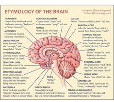 an image of the human brain with labels on its main parts and functions in it