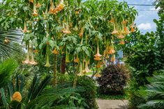 the flowers are hanging from the trees in the garden