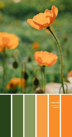 an orange and green color scheme with flowers