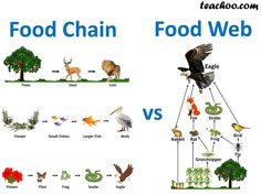 food chain and food web are shown in this graphic above the image is an eagle