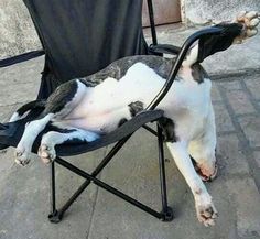 a black and white dog laying on top of a lawn chair with it's head hanging out