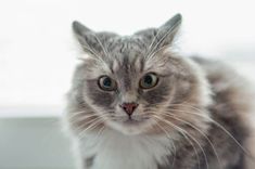 a gray and white cat sitting on top of a window sill looking at the camera