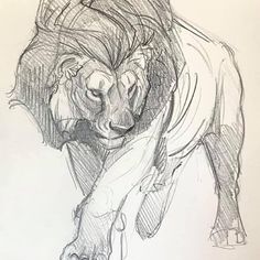 a pencil drawing of a lion running with its mouth open and it's tail curled up