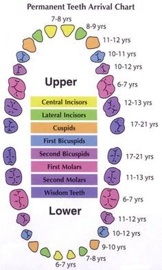 Teeth Eruption Chart, Types Of Teeth, Teeth Chart, Teeth Eruption, Dental Posters, Tooth Chart