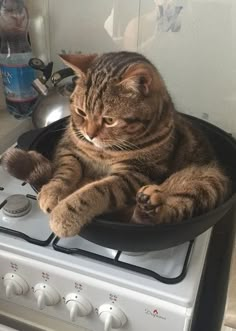 a cat sitting in a pan on top of a stove