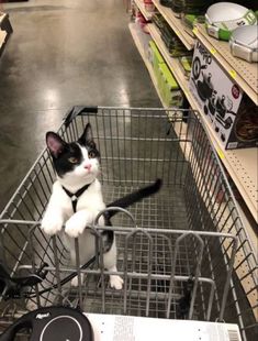 a black and white cat sitting on top of a shopping cart in a grocery store