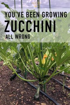 a garden with lots of green plants growing in it and the words you've been growing zucchini all wrong