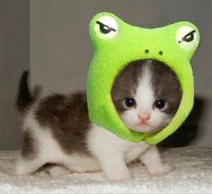 a small kitten wearing a green frog hat