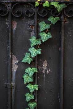 ivy growing on the side of an iron gate