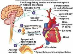 the anatomy of the heart and its major structures, including the ventrical artery