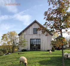 two sheep grazing in the grass near a barn